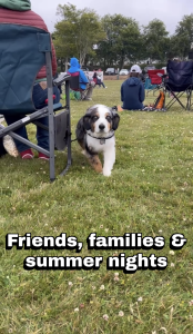 Dog in park at summer event