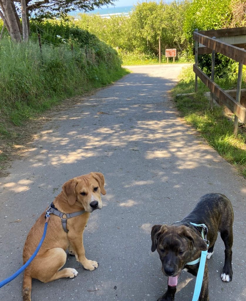 Two dogs on leashes on a sunny McKinleyville trail with greenery and the ocean in the distance.
