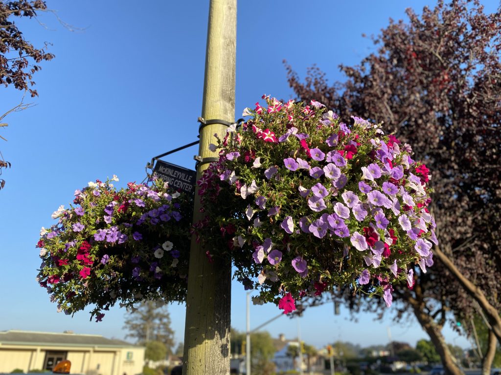 Flower baskets hanging near the McKinleyville Shopping Center on a sunny day.