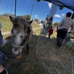 Pony Rides and Petting Zoo at Pony Express Days 2026 A miniature pony greets visitors inside the petting zoo area during the Pony Express Days 2026 Festival at Pierson Park.