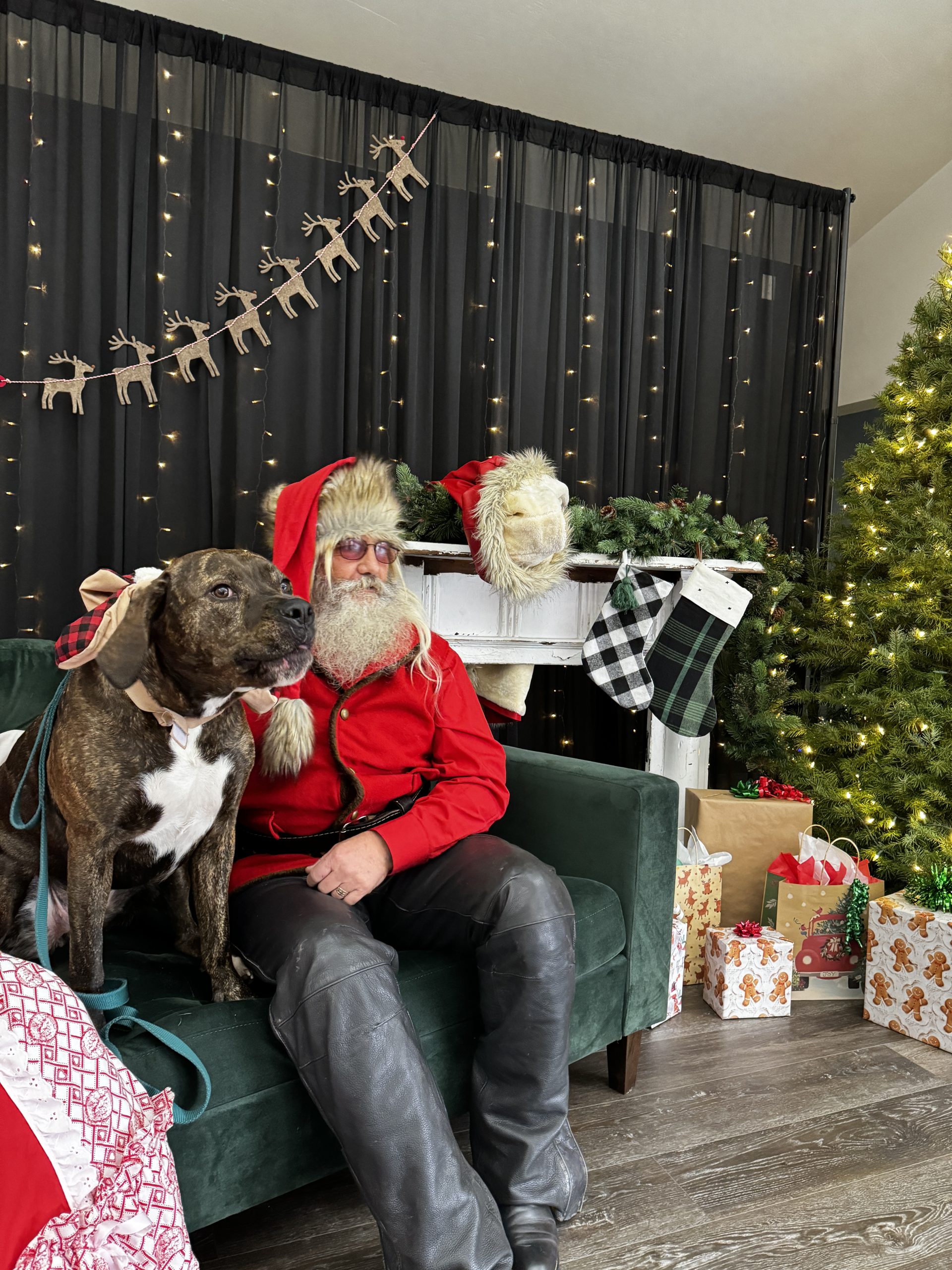 Santa and a dog beside a Christmas tree and wrapped gifts